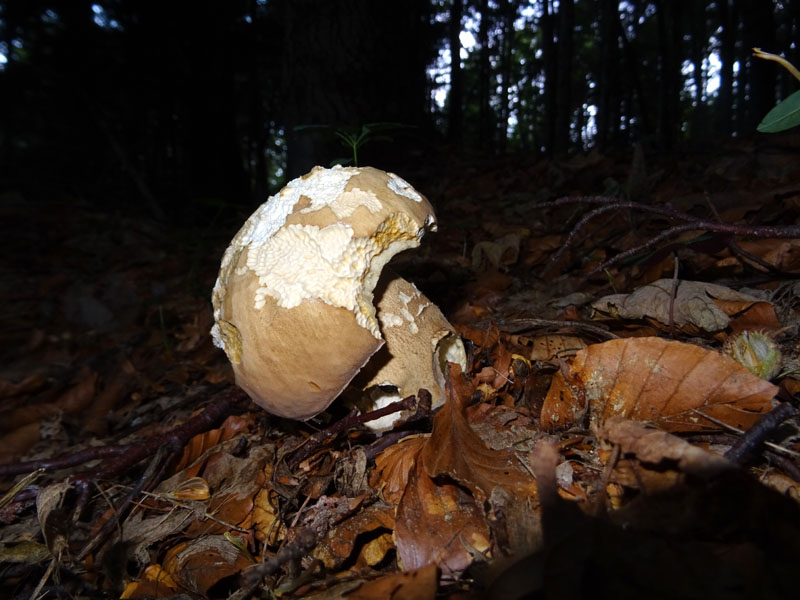 Boletus aestivalis ( = reticulatus )